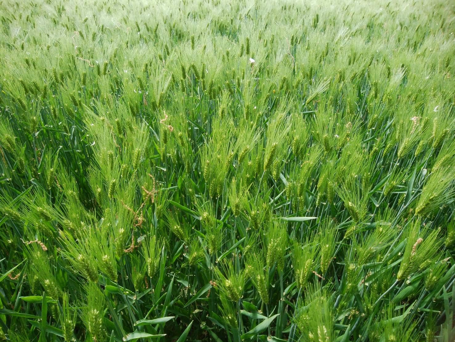 もち麦 4.2kg 国産 無農薬・無化学肥料栽培大麦 もち絹香 栃木県産 画像4