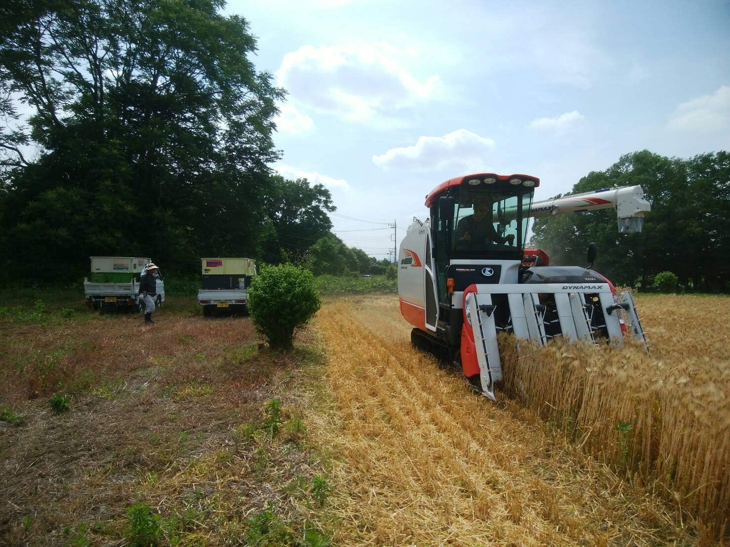もち麦 4.2kg 国産 無農薬・無化学肥料栽培大麦 もち絹香 栃木県産 画像5