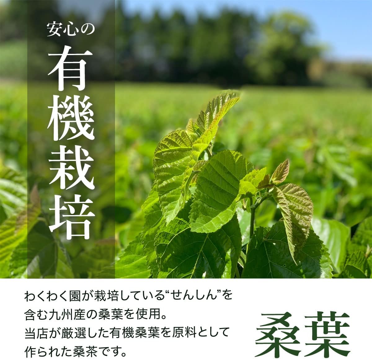 わくわく園 菊芋桑茶 ティーバッグ (30包) 国産 菊芋茶 桑の葉茶 ノンカフェイン 無添加 無農薬 イヌリン ダイエット 画像5